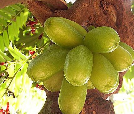 Eco-friendly Rubber from traditional fruit