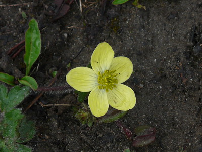 Medicinal uses of Ratan Jot