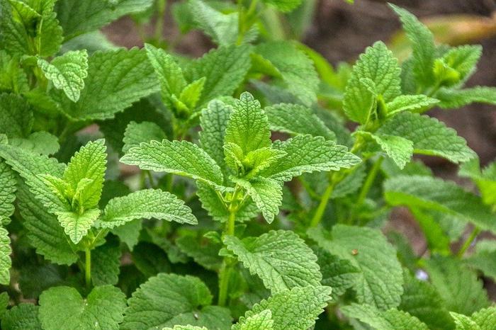 Health Benefits of Lemon Balm