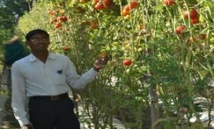 Farmer earns lakhs with chemical-free crops