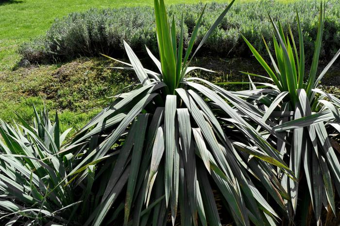 Health Benefits of Yucca