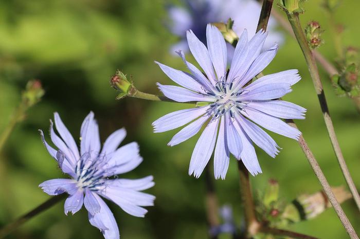 Health Benefits of Chicory