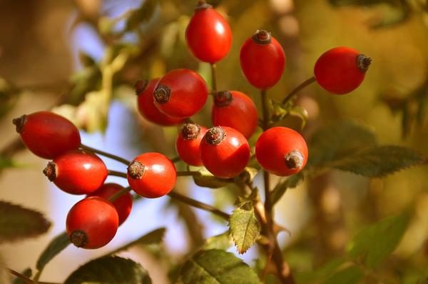 Health Benefits of Rose Hip