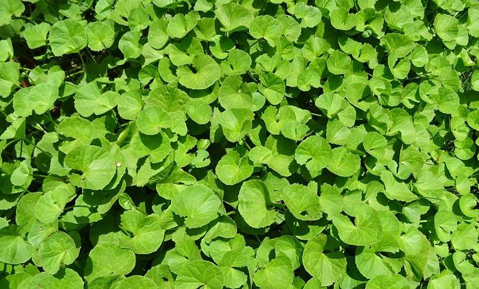 Health Benefits of Brahmi