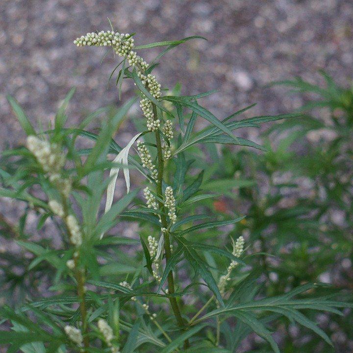 Health Benefits of Mugwort