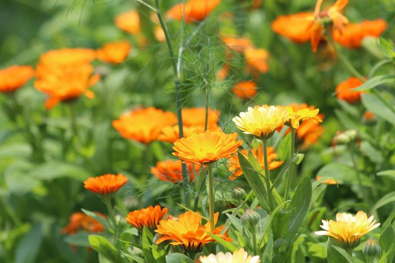 Health Benefits of Calendula