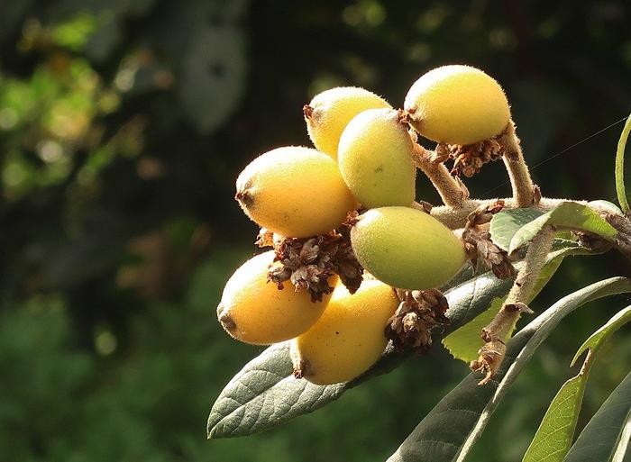 Health Benefits of Loquat