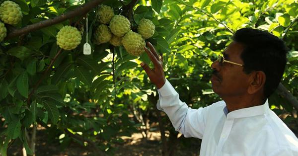 Farmer develops custard apple with more pulp