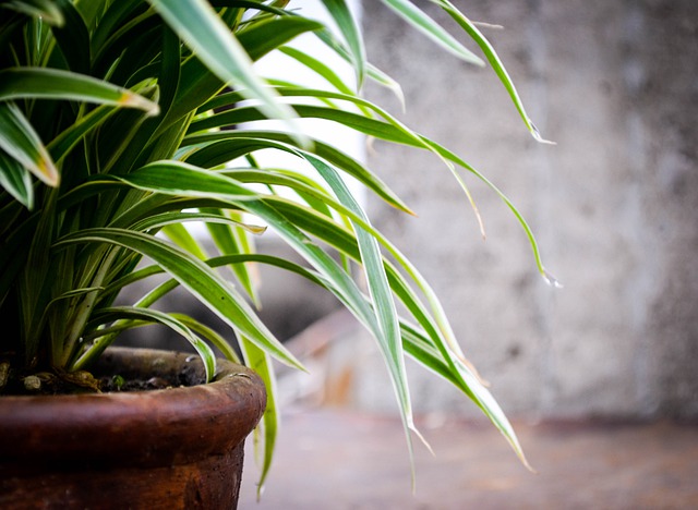 Lucky plants to keep at your home or office