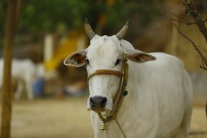 Government wants to research on cow urine dung