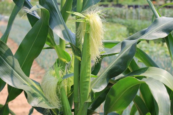 Health Benefits of corn silk