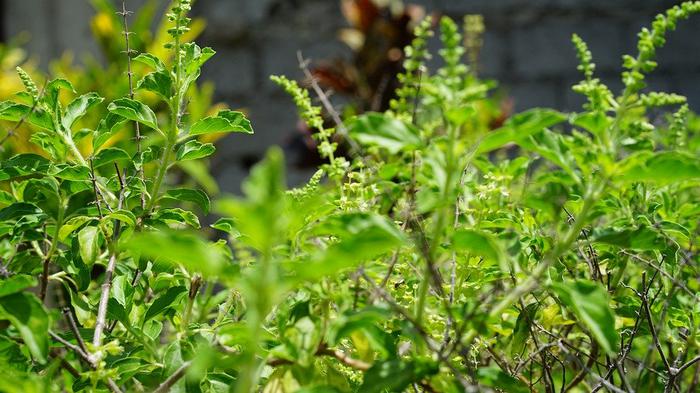 Kitchen herbs to boost immunity