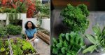 Delhi woman grows chutney greens