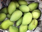 Health Benefits of Raw Mangoes