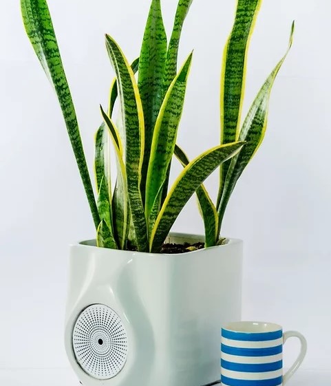 Ubreathe’s Smart bio-filter purifies air