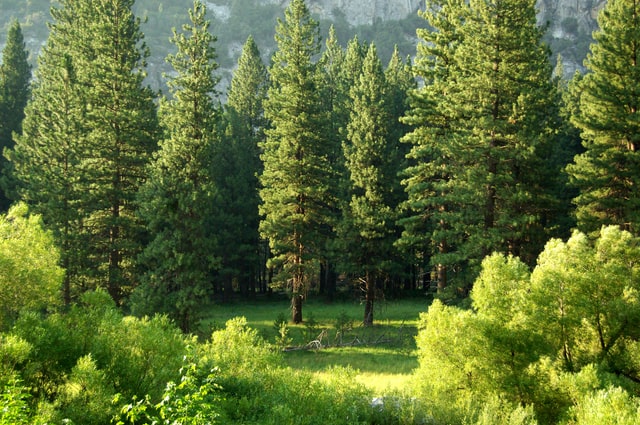 One man plants 16,000 trees to save a barren land