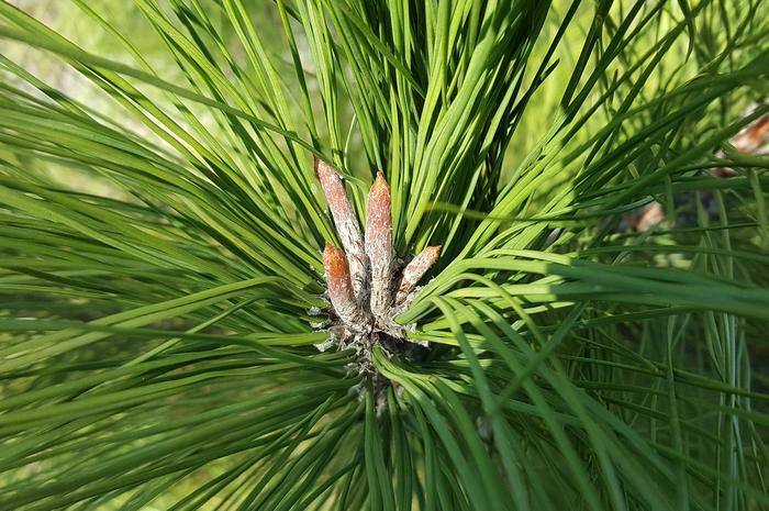 Tableware made from Pine needles