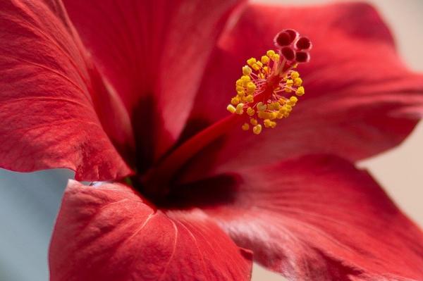 Favorite flowers of various deities