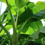 Significance of banana tree & leaves in Hindu culture