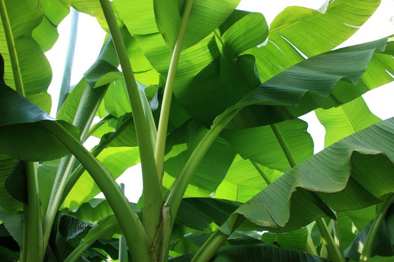 Significance of banana tree and leaves in Hindu culture