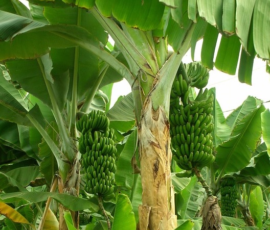 Benefits of Planting banana tree at your home