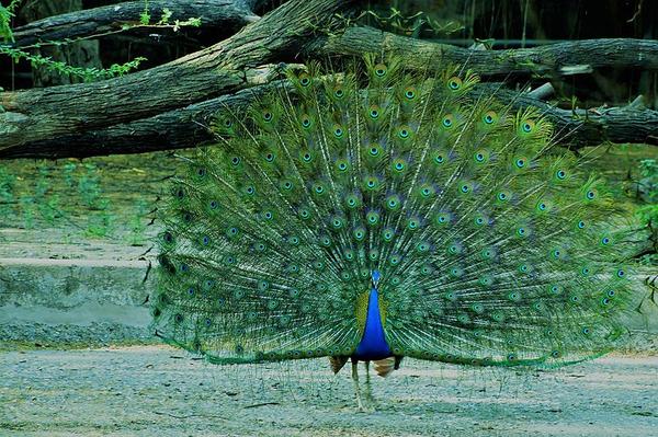 National bird Pecock added a new photo. - National bird Pecock