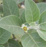 Health Benefits of Ashwagandha