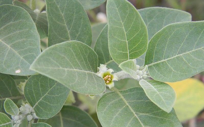 Health Benefits of Ashwagandha