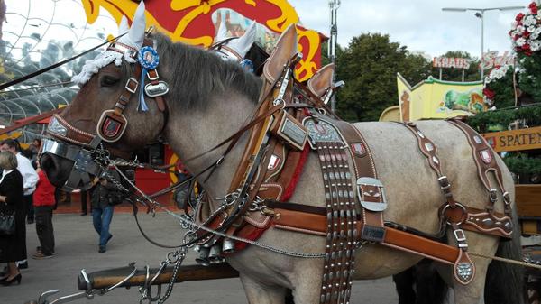 Bride rides horse to convey gender equality message