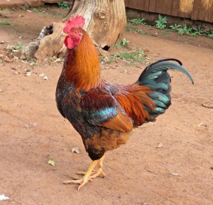Rooster led to accidental death was under Police protection