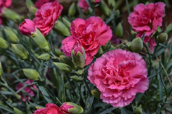 Couple earns good income with flower subscription service