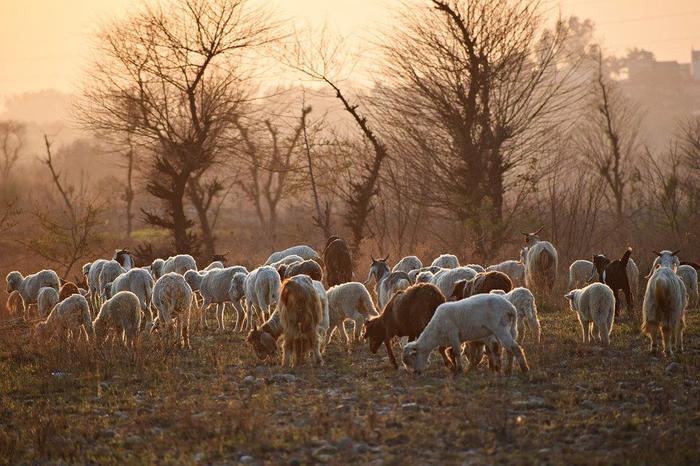 Goat Bank of Karkheda helps poor people