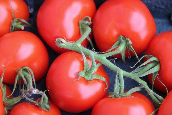 Woman earns handsome money with organic tomatoes