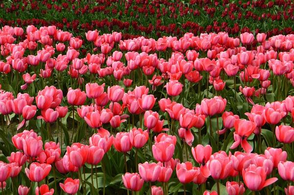 Best Tulip gardens to see in India