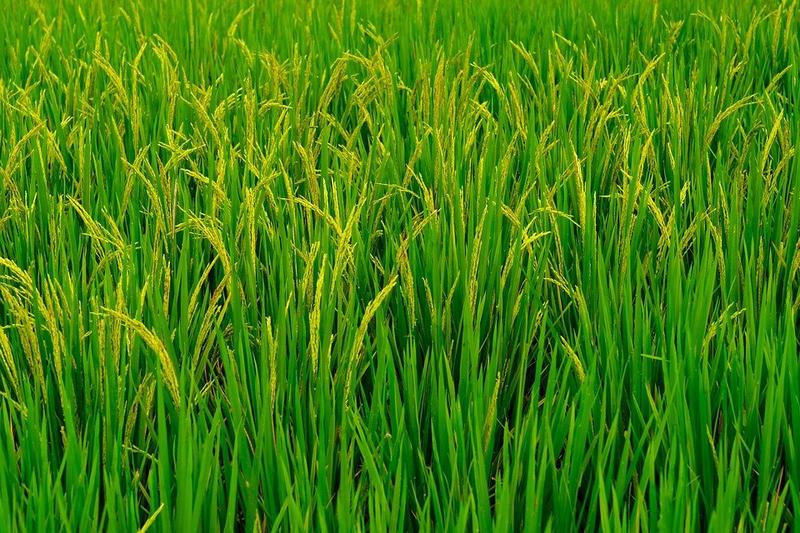 Telangana farmer’s innovative farming techniques