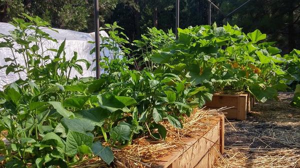 Waste turns into fertilizer to grow organic veggies