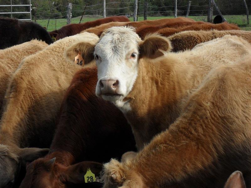 IIT graduate earns crores with dairy farming