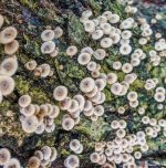 Things to know about Yellow Fungus