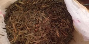 Man exports bamboo leaf tea to Europe