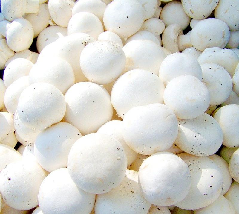 Couple earns lakhs with mushroom farming