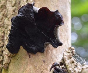 Low-cost oral medication for black fungus