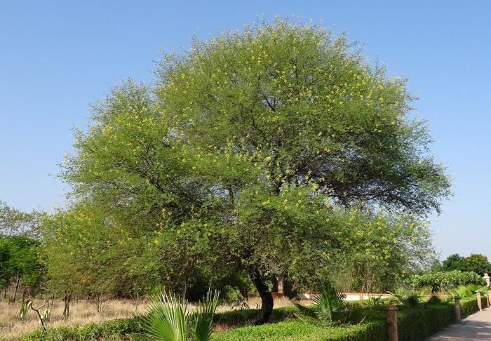 Medicinal uses of Babool