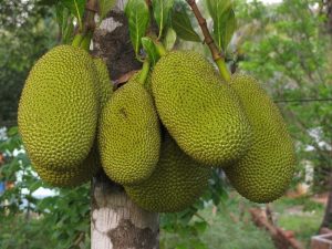Health Benefits of jackfruit powder