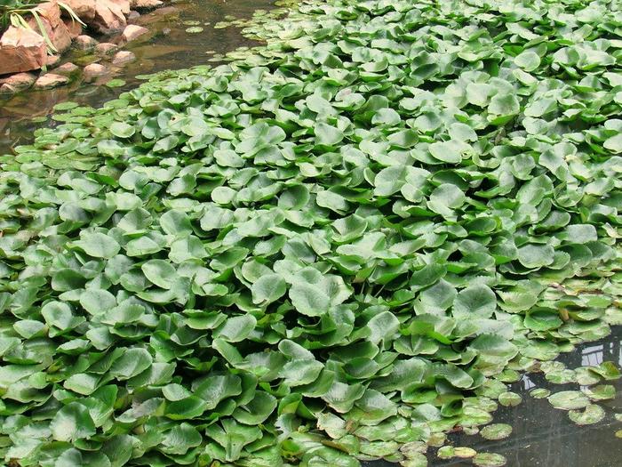 Assam girls make biodegradable yoga mats