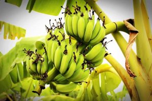 Health Benefits of green banana flour
