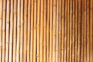 Farmer earns lakhs by cultivating bamboo