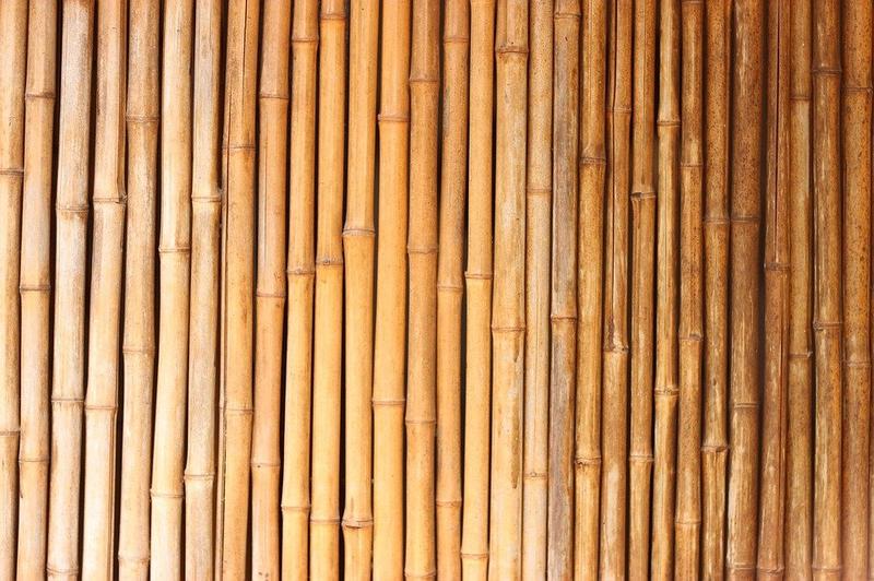 Farmer earns lakhs by cultivating bamboo