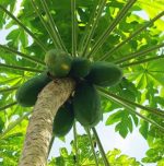 Health benefits of papaya leaves