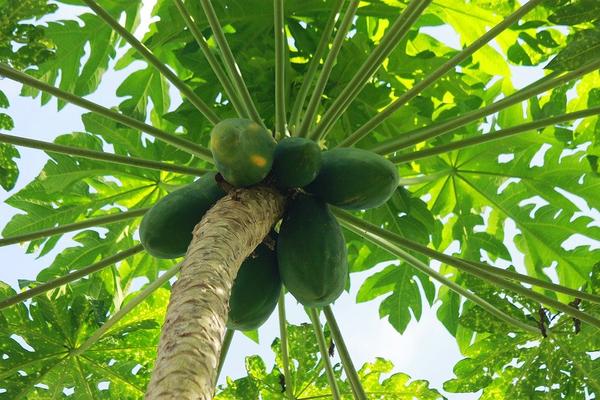 Health benefits of papaya leaves