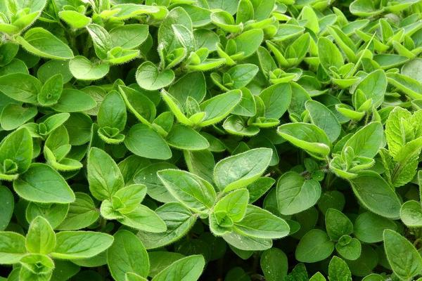 Many benefits of Marjoram